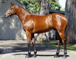 Magic Albert/Truly Ablaze Colt